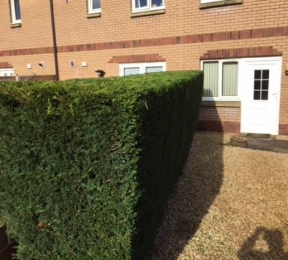 Hedge Trimming Job at Newton Mearns