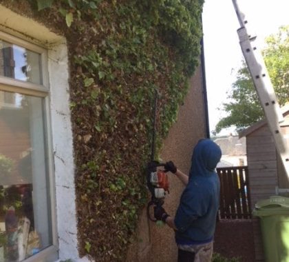 Ivy Removal Glasgow