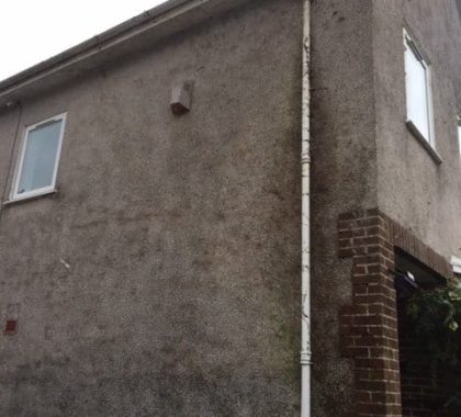 Ivy Removal Rutherglen
