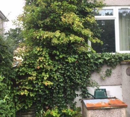 Ivy Removal Rutherglen