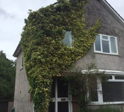 Ivy Removal Rutherglen