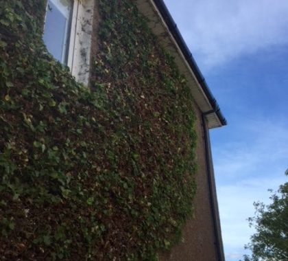Ivy Removal Glasgow