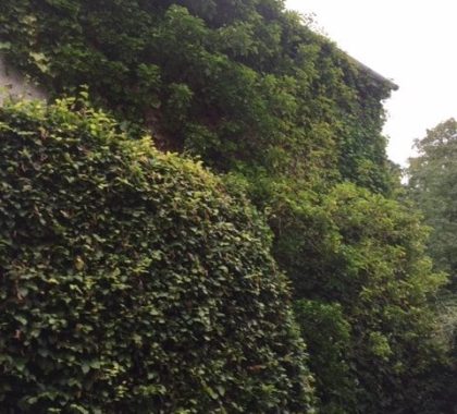 Ivy Removal Rutherglen
