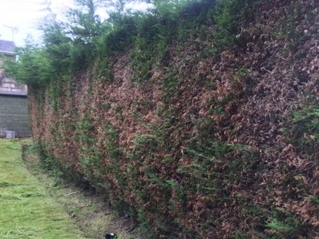 hedge-trimming-Paisley-rotated