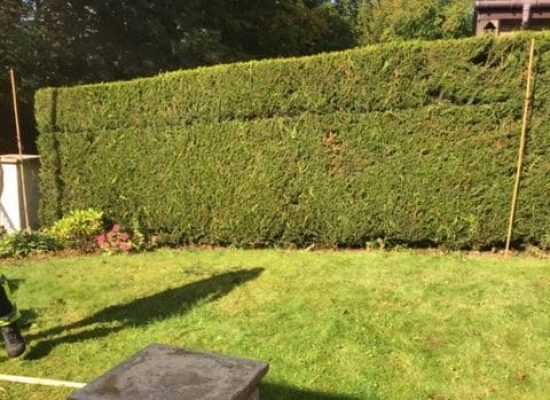 Newton Mearns in Glasgow’s Southside for a leylandii hedge reduction.