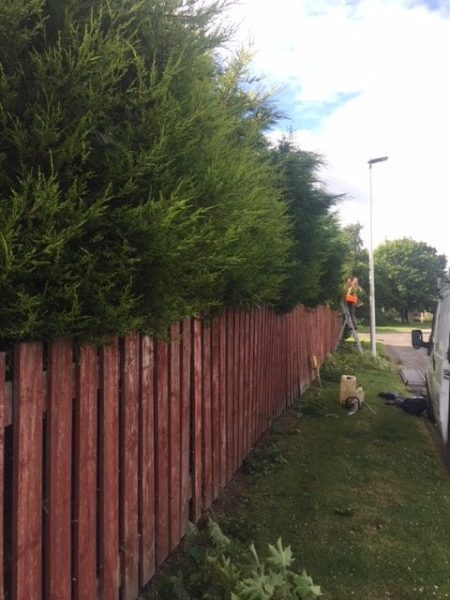 Hedge Trimming Job Giffnock