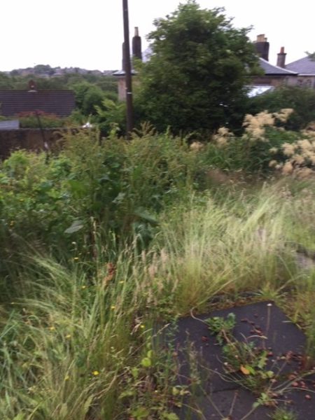 Garden Tidy Up Shawlands