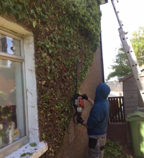 Ivy Trimming & Removal