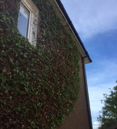 Gardener in Hamilton