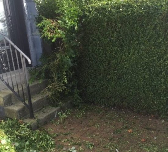 Hedge Removal Milngavie