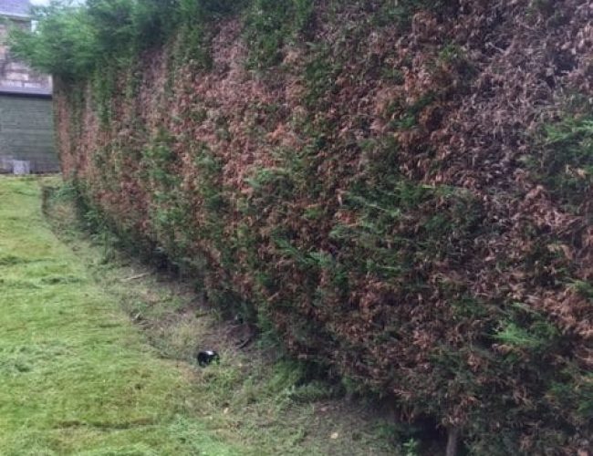 hedge-trimming-Paisley-rotated