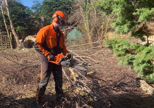 tree-surgery-miggardencare